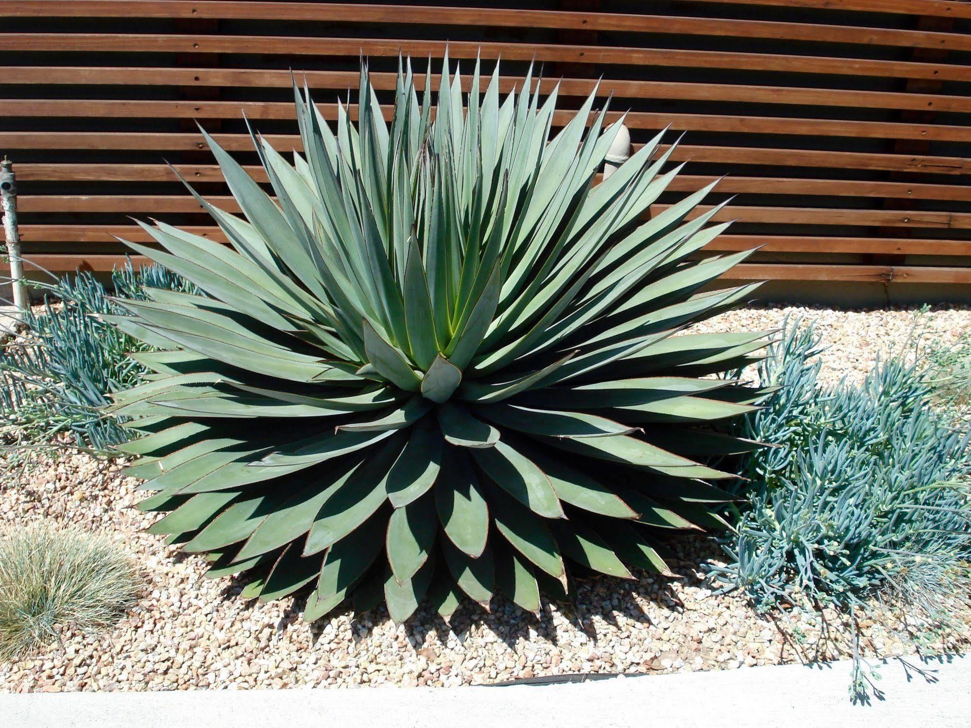 Agave Inn Santa Barbara Zewnętrze zdjęcie